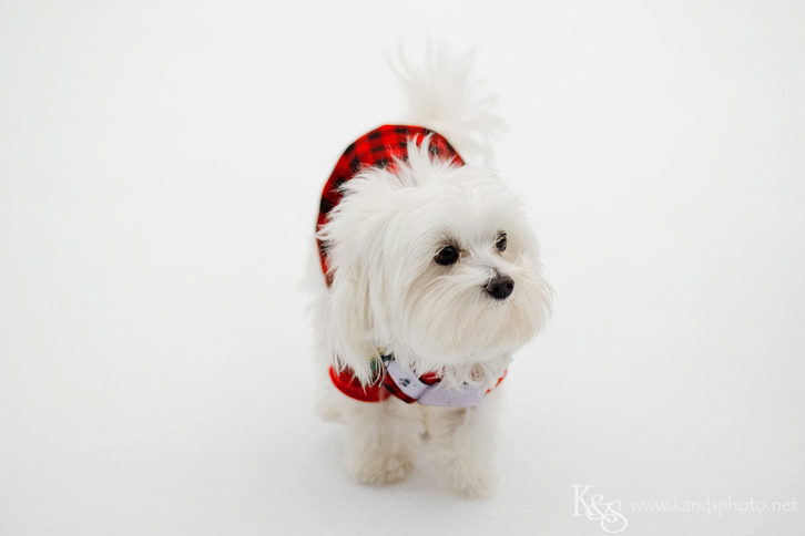 Dallas Engagement Photographers - K & S Photography